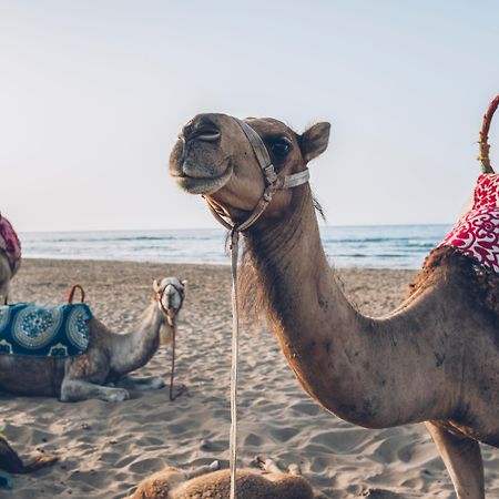 Hotel Iberostar Waves Saïdia Esterno foto Arabian camels on the beach in Agadir, Morocco