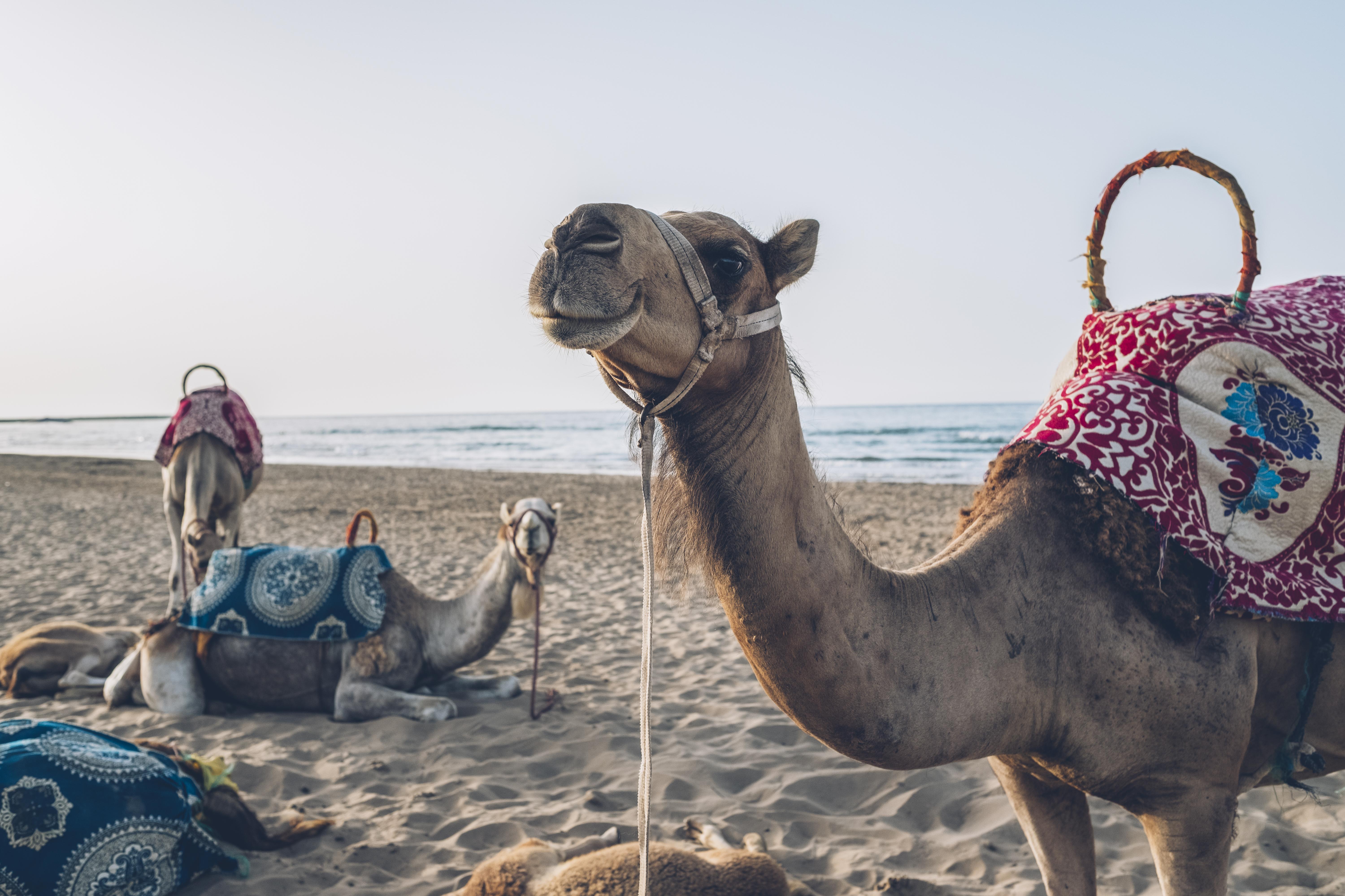 Hotel Iberostar Waves Saïdia Esterno foto Arabian camels on the beach in Agadir, Morocco
